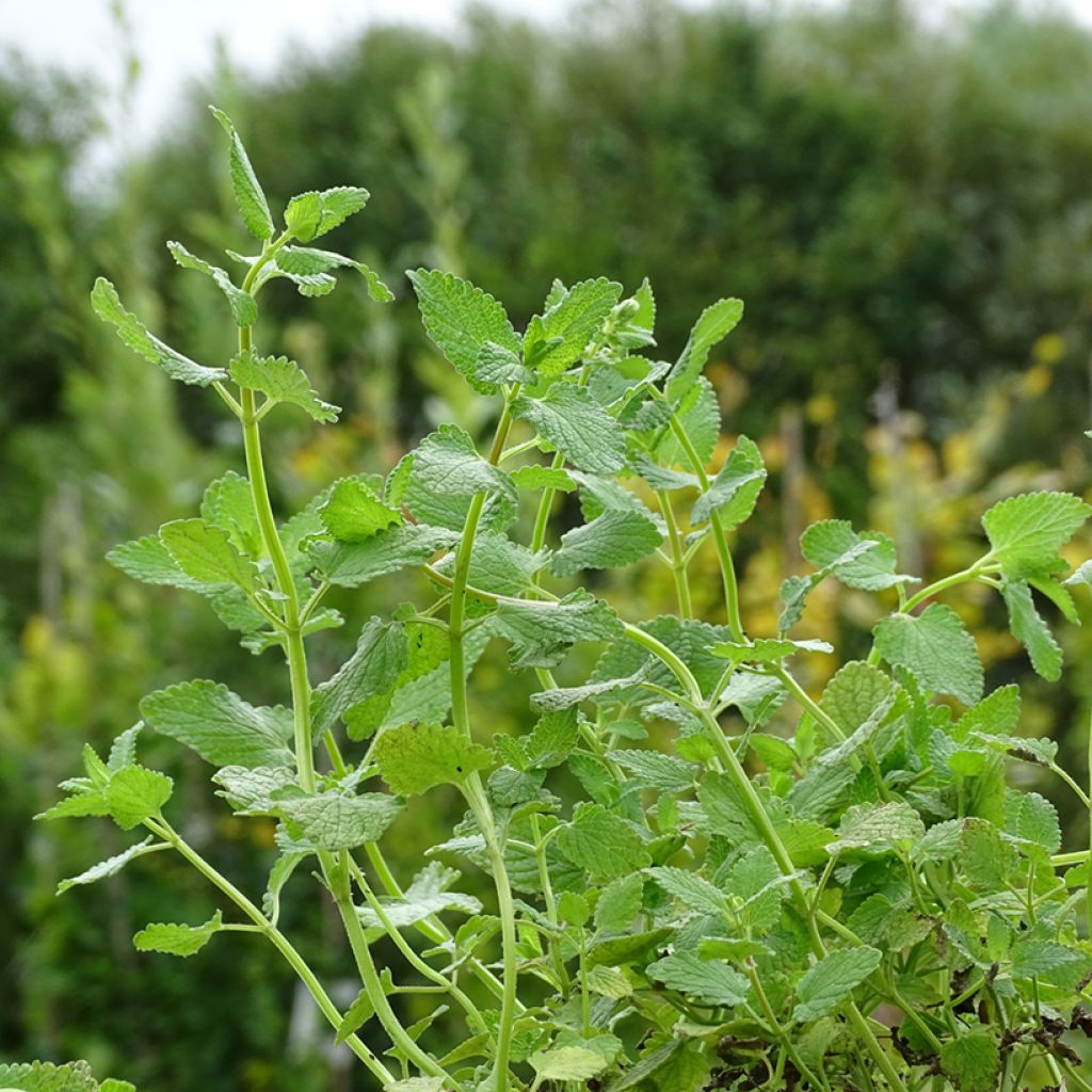 Nepeta grandiflora Zinser's Giant - Herbe à chats géante