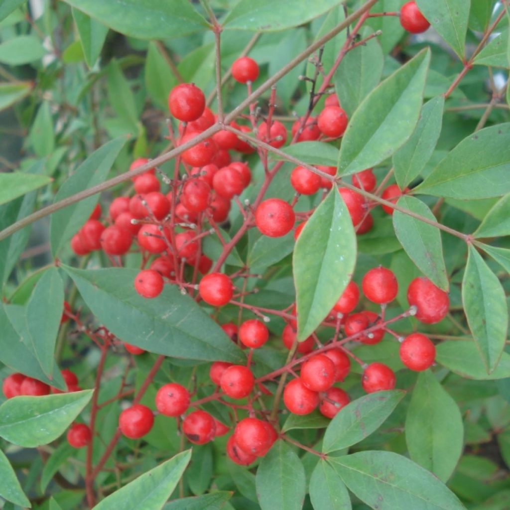 Nandina domestica - Bambù sacro