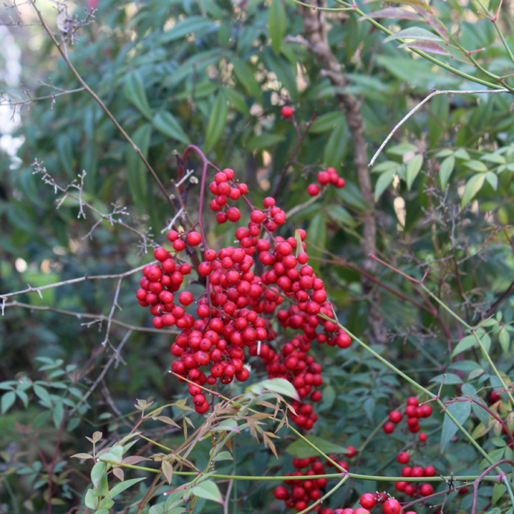 Nandina domestica - Bambù sacro