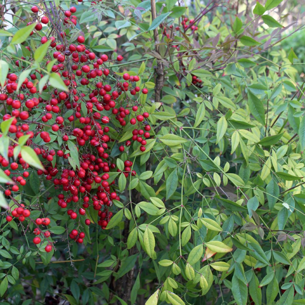 Nandina domestica - Bambù sacro