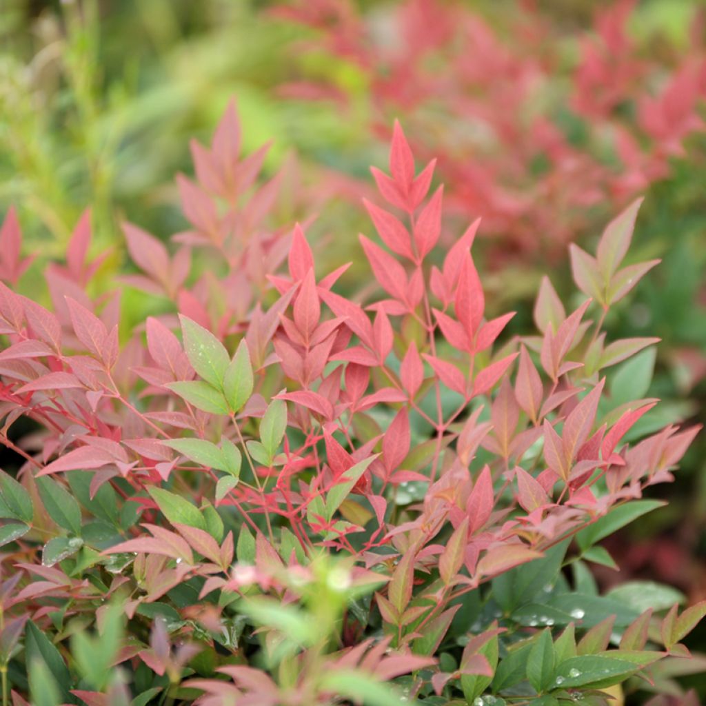 Nandina domestica Magical Sunrise