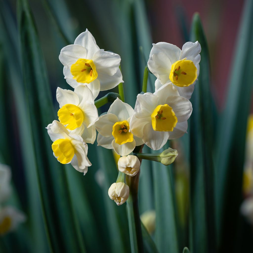 Narcisse Avalanche