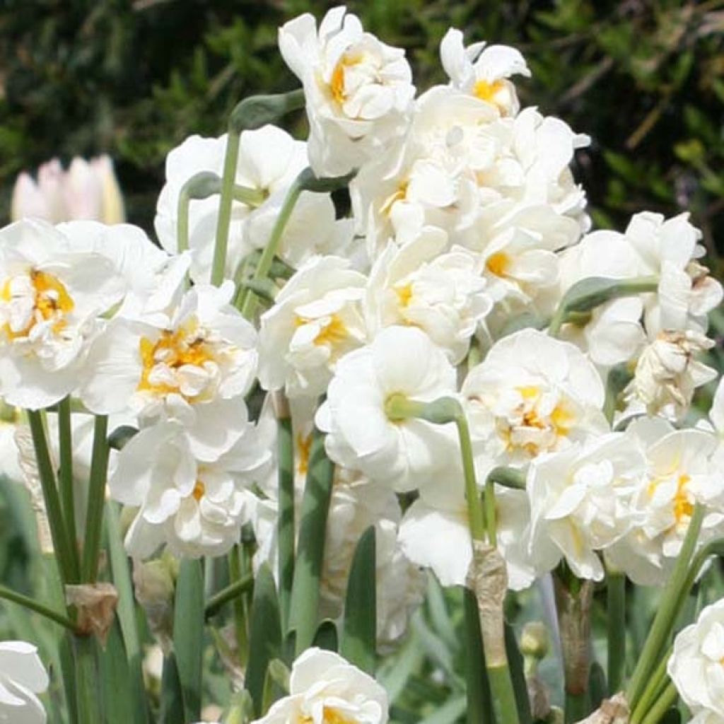 Narciso Tazetta Bridal Crown