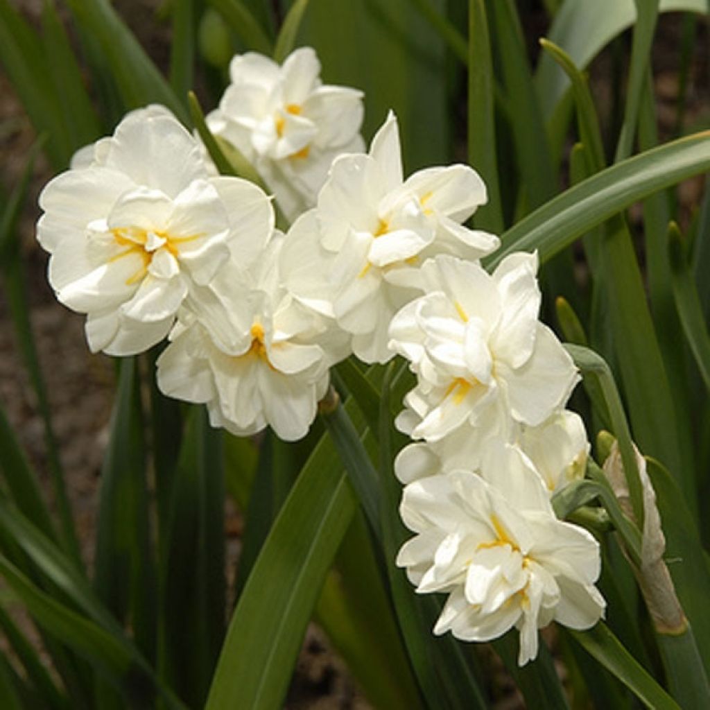 Narciso Tazetta Bridal Crown