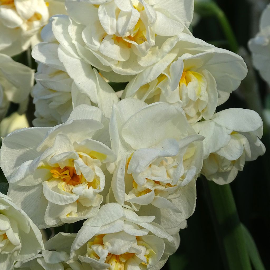 Narciso Tazetta Bridal Crown