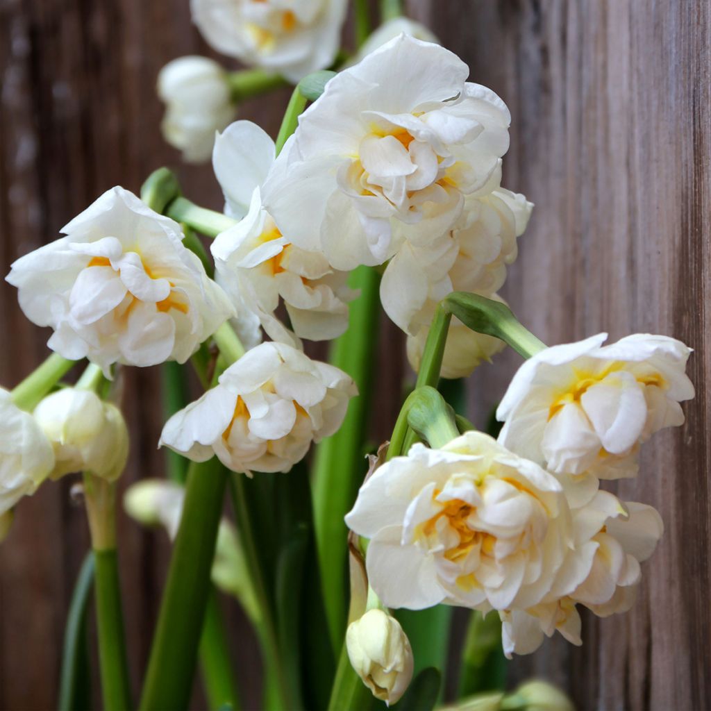 Narciso Tazetta Bridal Crown