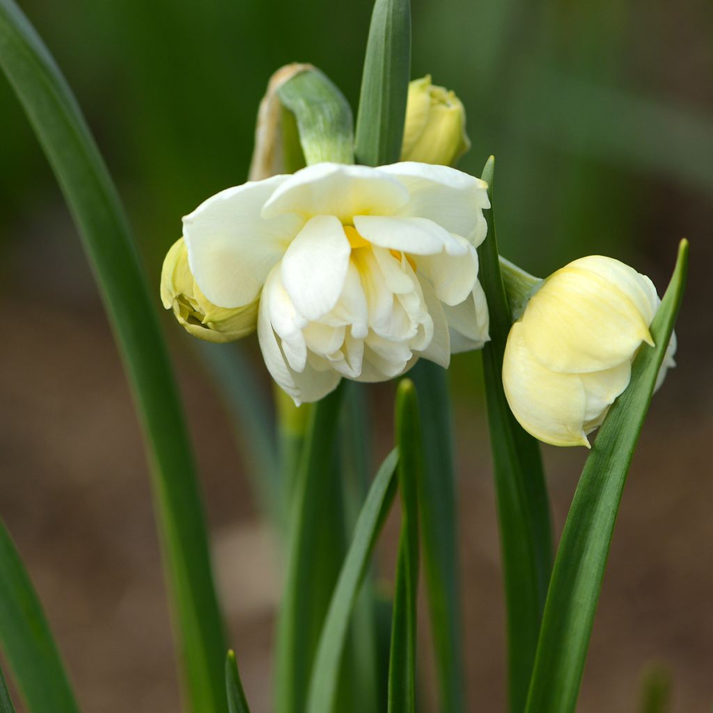 Narciso Tazetta Bridal Crown