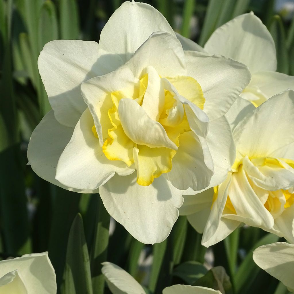 Narciso White Lion