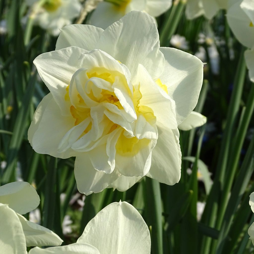 Narciso White Lion