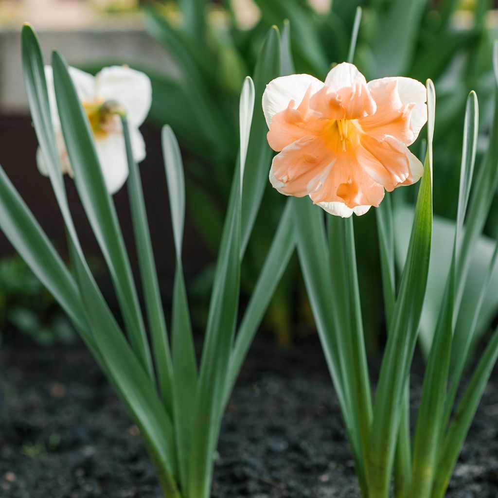 Narcisse papillon Apricot Whirl