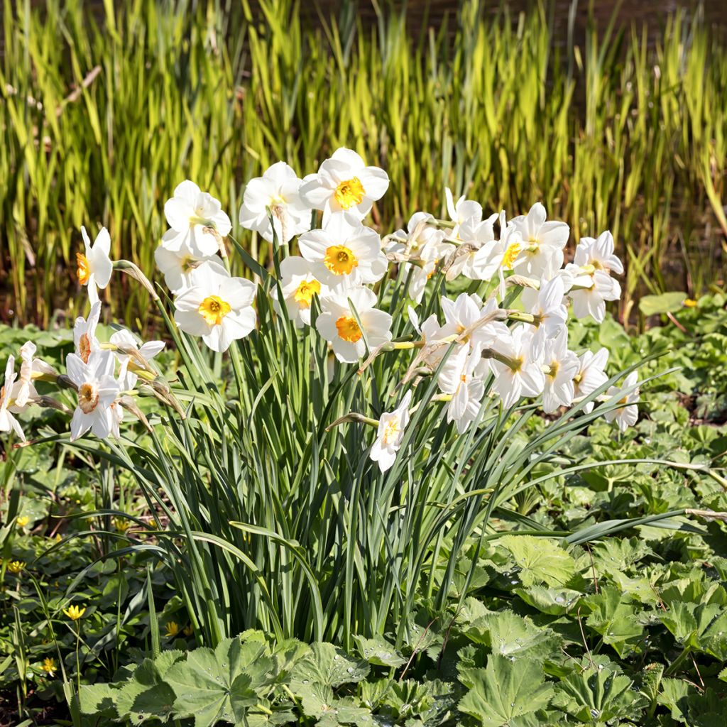 Narcisse poeticus Actaea