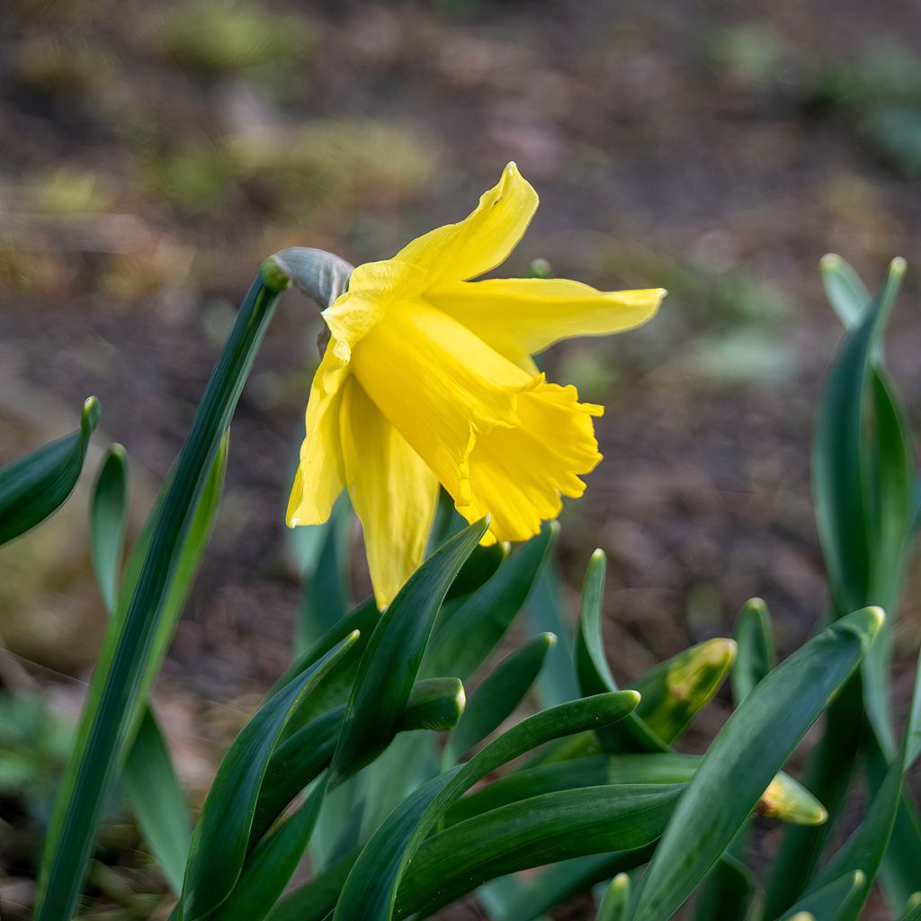 Narcisse pseudonarcissus - Jonquille des Bois