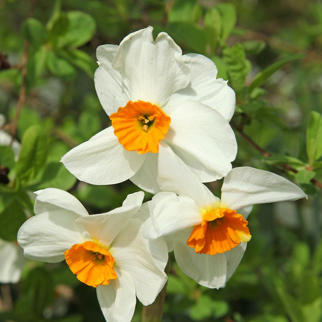 Narcisse tazette Geranium