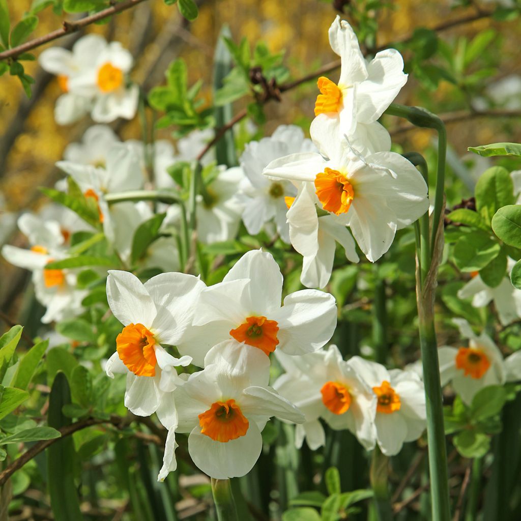 Narcisse tazette Geranium