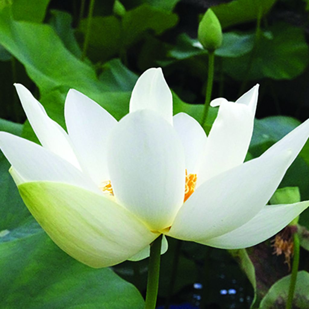 Nelumbo Angel Wings - Fior di loto