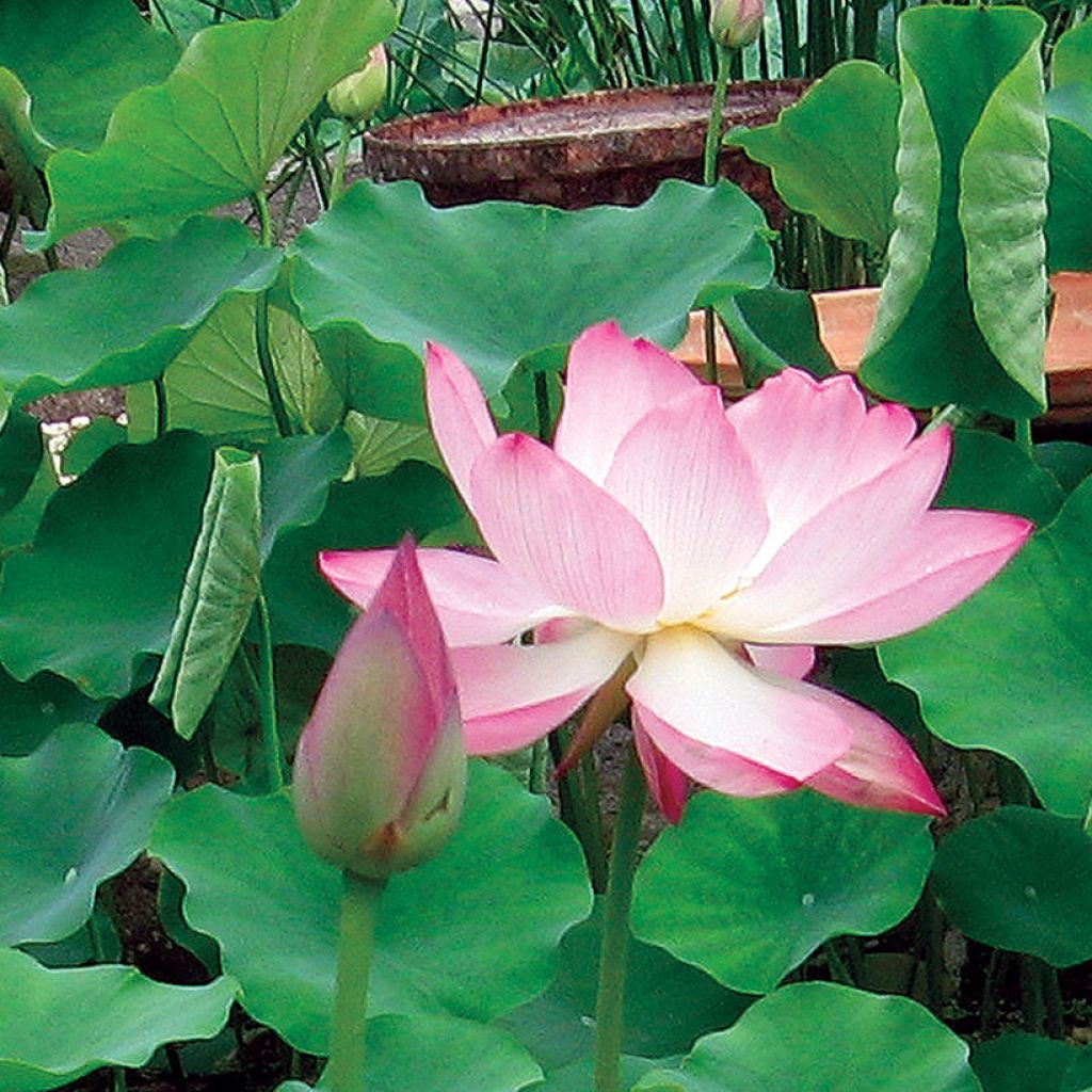 Nelumbo Chawan Basu - Fior di loto