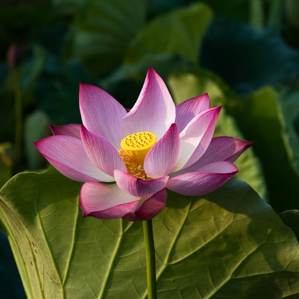 Nelumbo Chawan Basu - Fior di loto