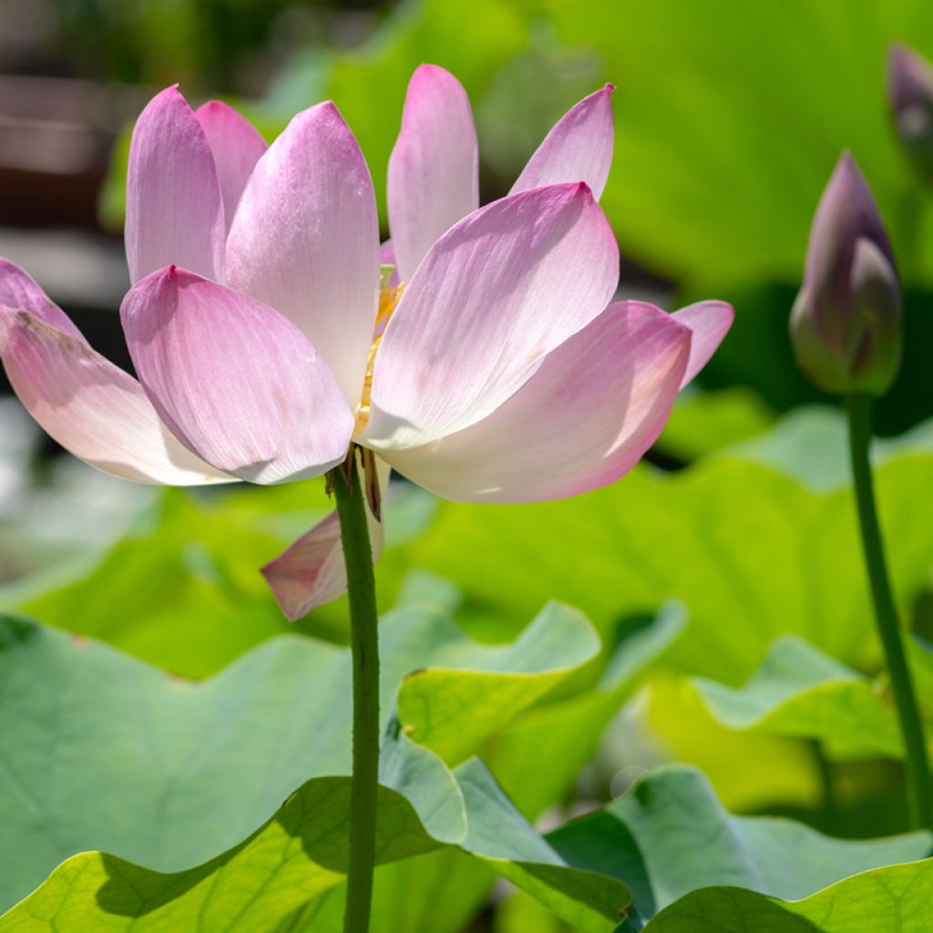 Nelumbo Chawan Basu - Fior di loto