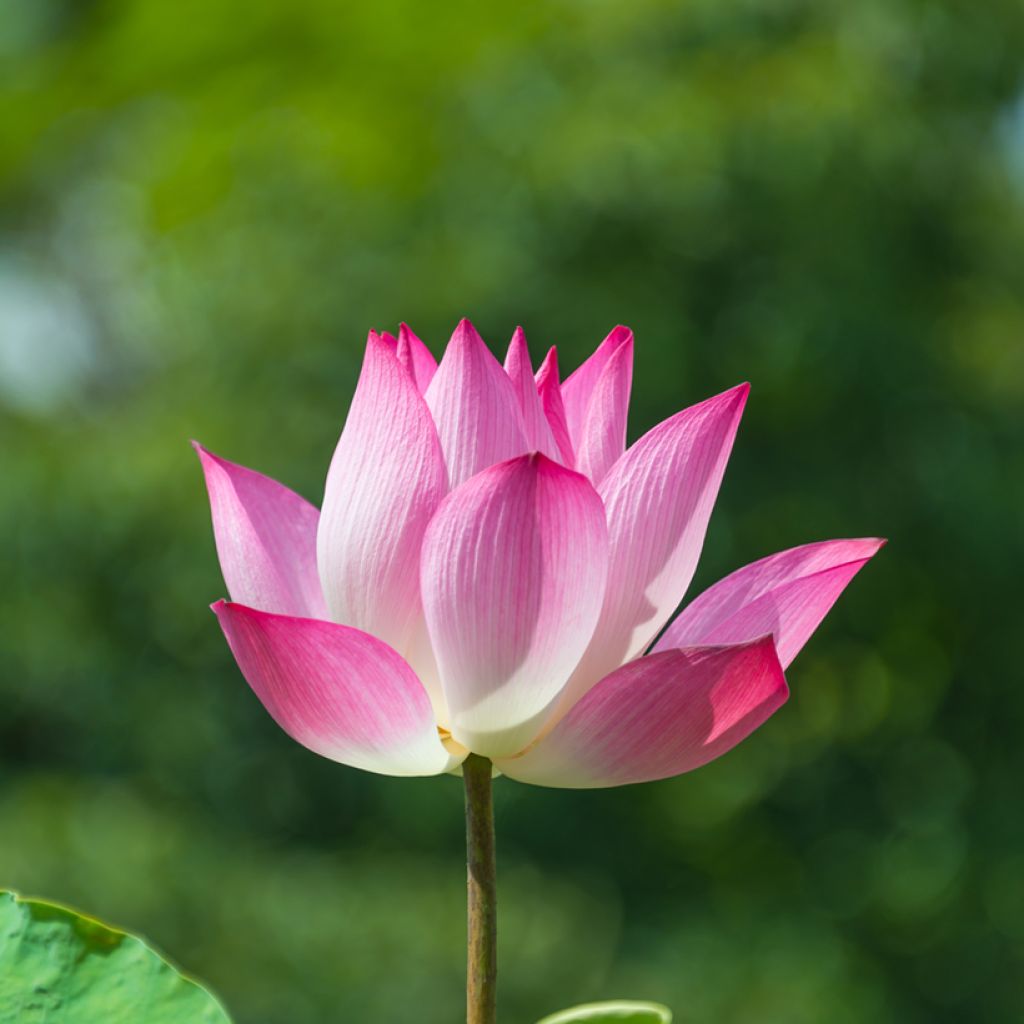 Nelumbo Chawan Basu - Fior di loto