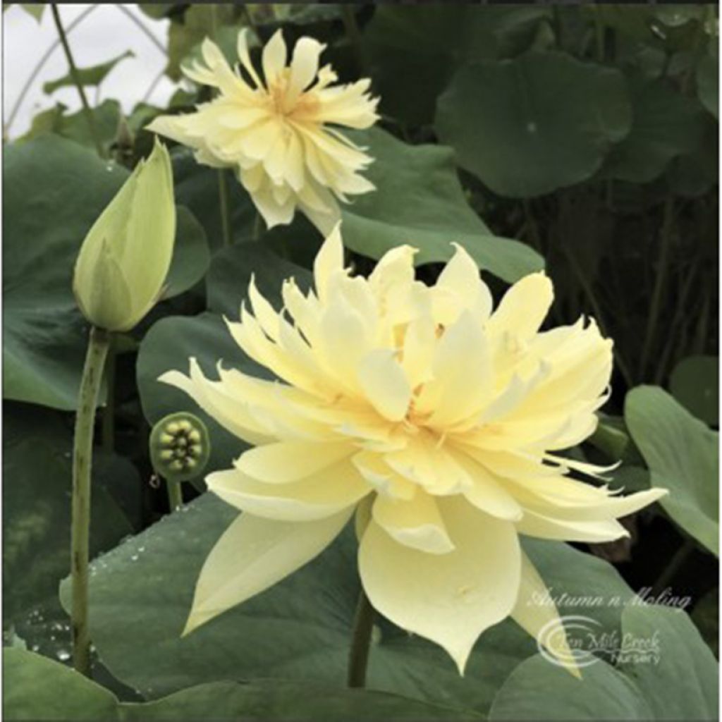 Nelumbo Moling Qiuse - Fior di loto