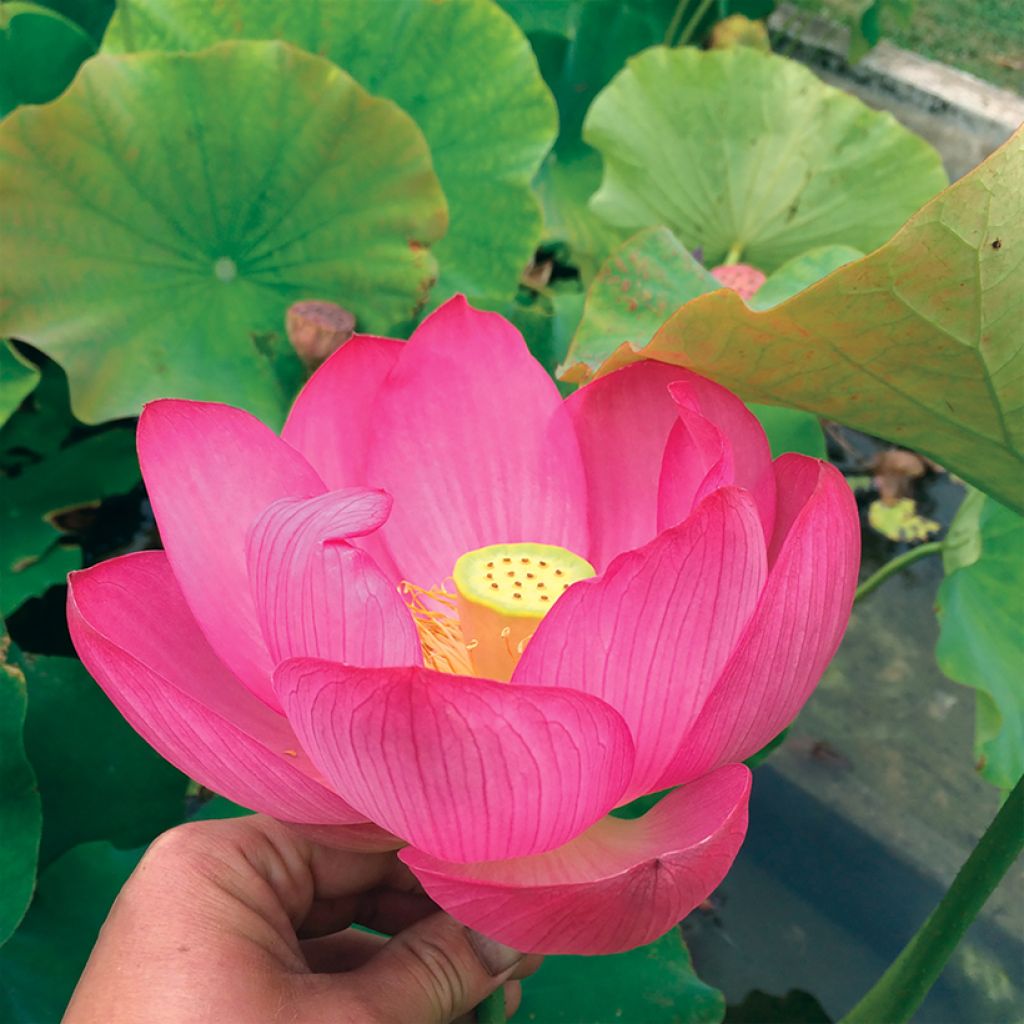 Nelumbo nucifera Qingling Honlian - Fior di loto