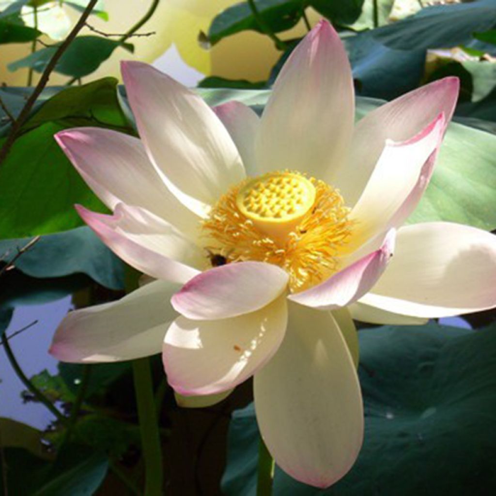 Nelumbo nucifera - Fior di loto