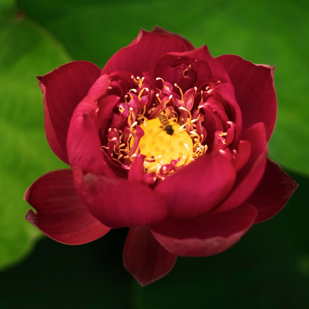 Nelumbo nucifera Rosso - Fior di loto