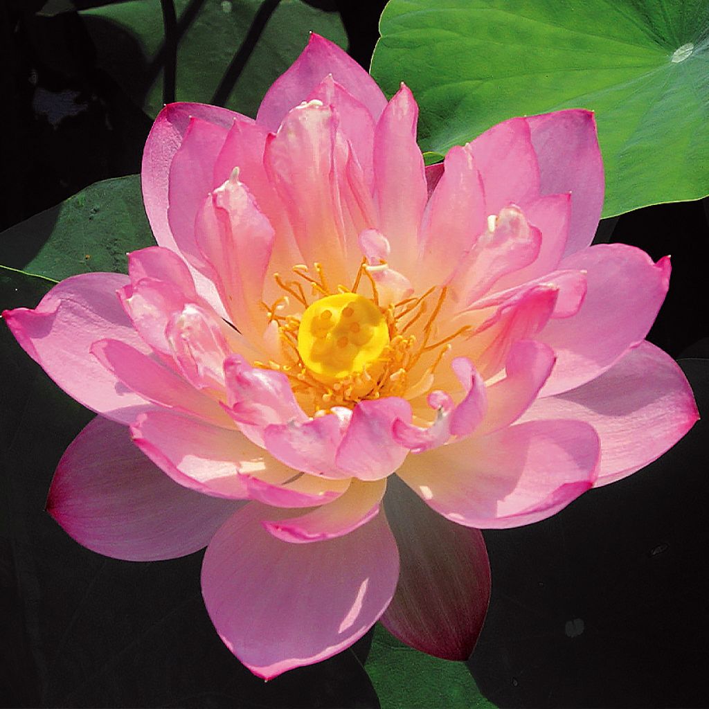 Nelumbo Pygmaea Pink - Fior di loto