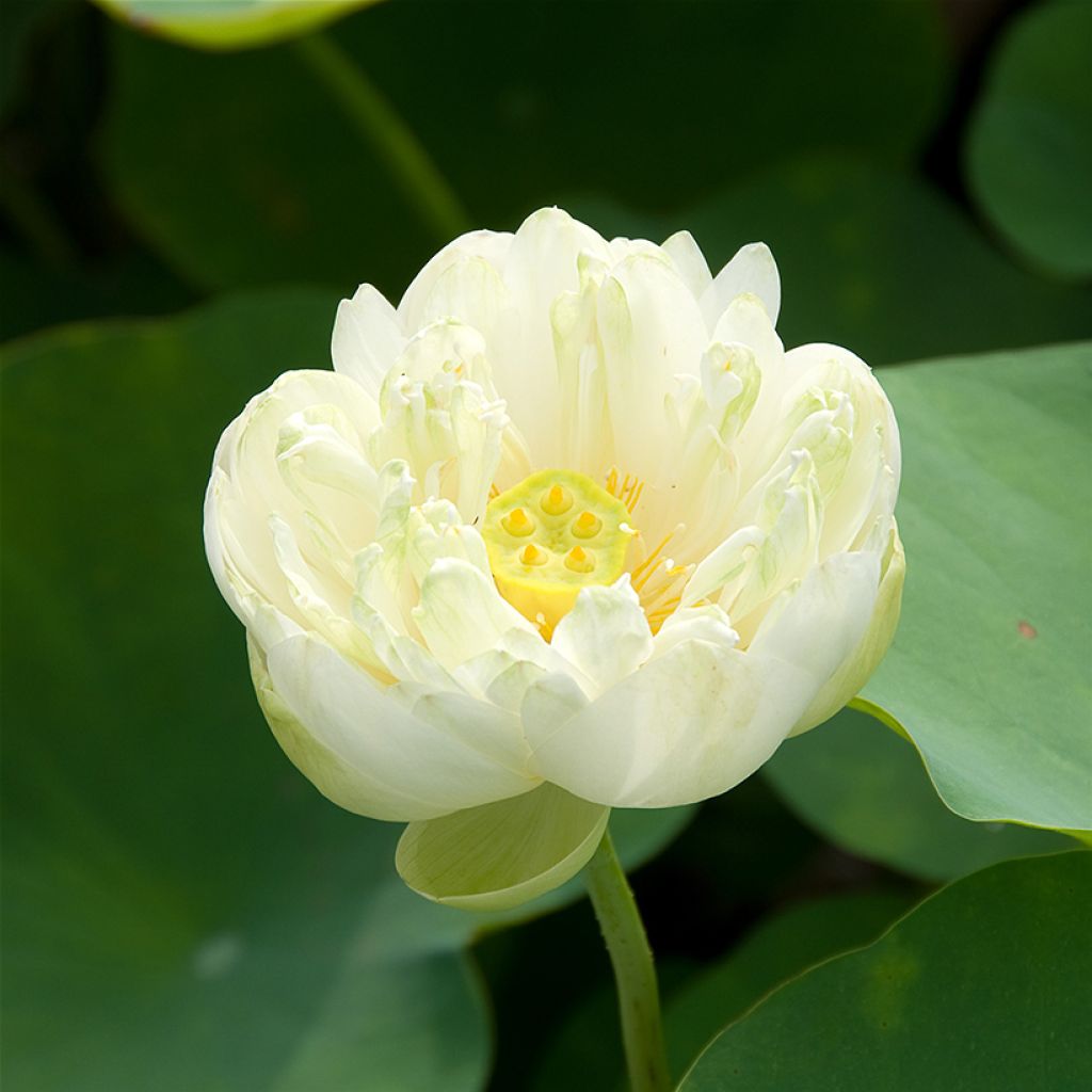 Nelumbo Pygmaea White - Fior di loto