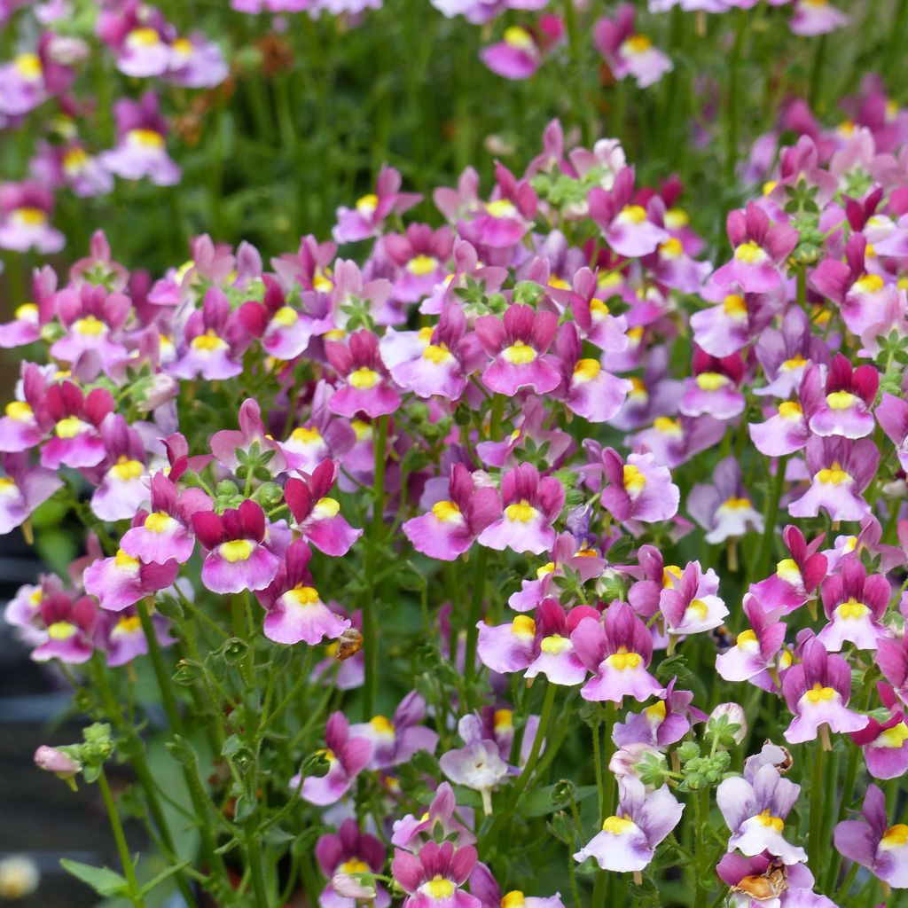 Nemesia Fairy Kisses Boysenberry Mini-mottes