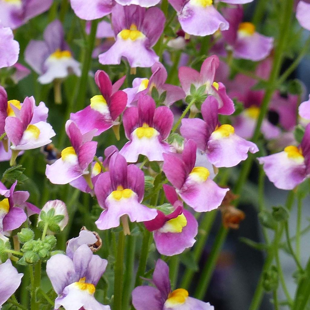 Nemesia Fairy Kisses Boysenberry Mini-mottes