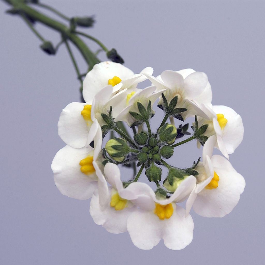 Nemesia Honey White