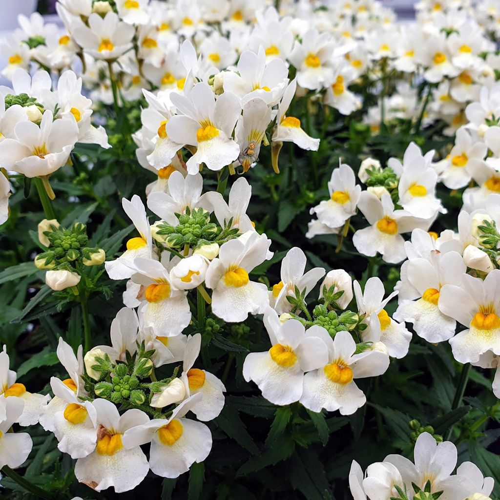 Nemesia Honey White