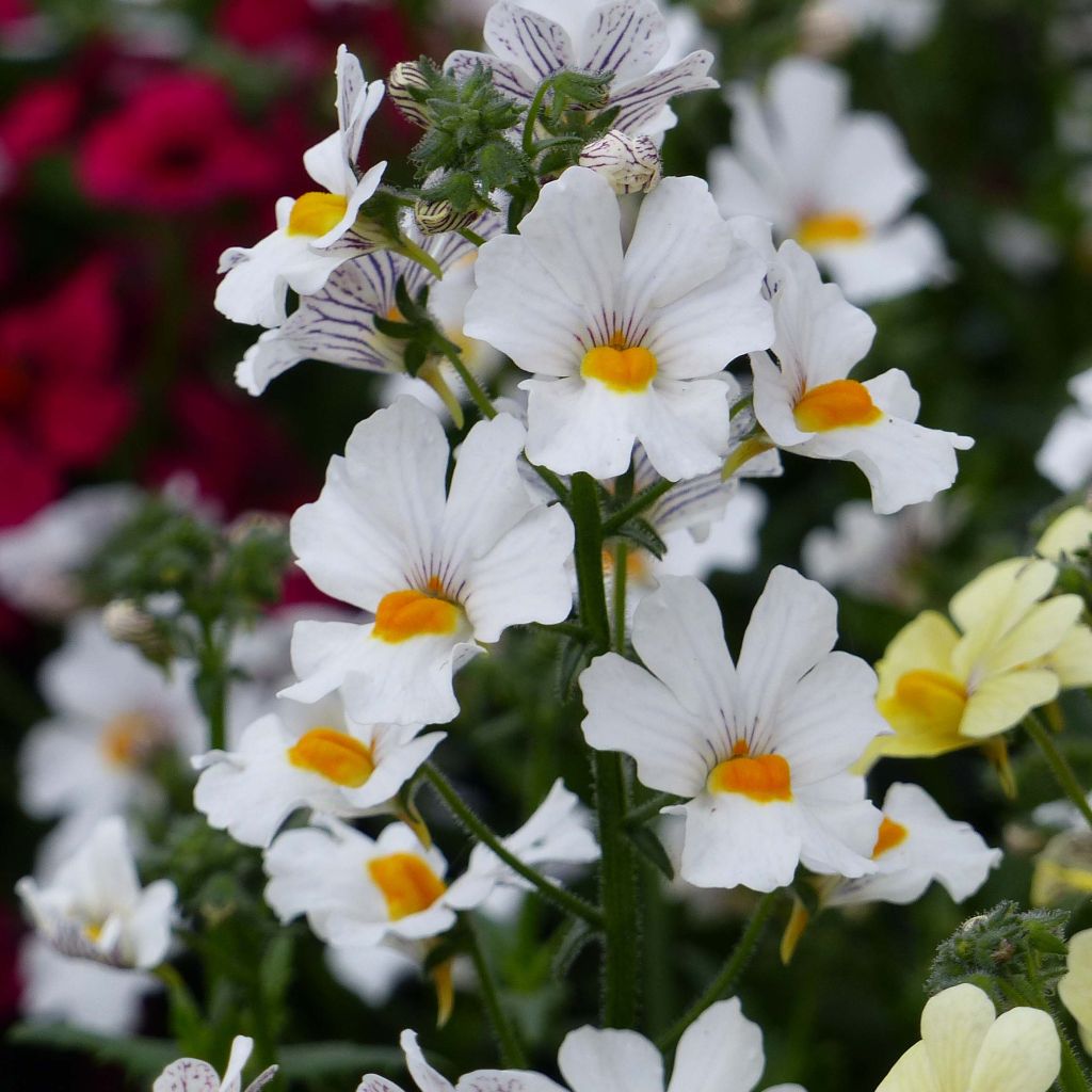 Nemesia Sunsatia Anona - Némésie blanche