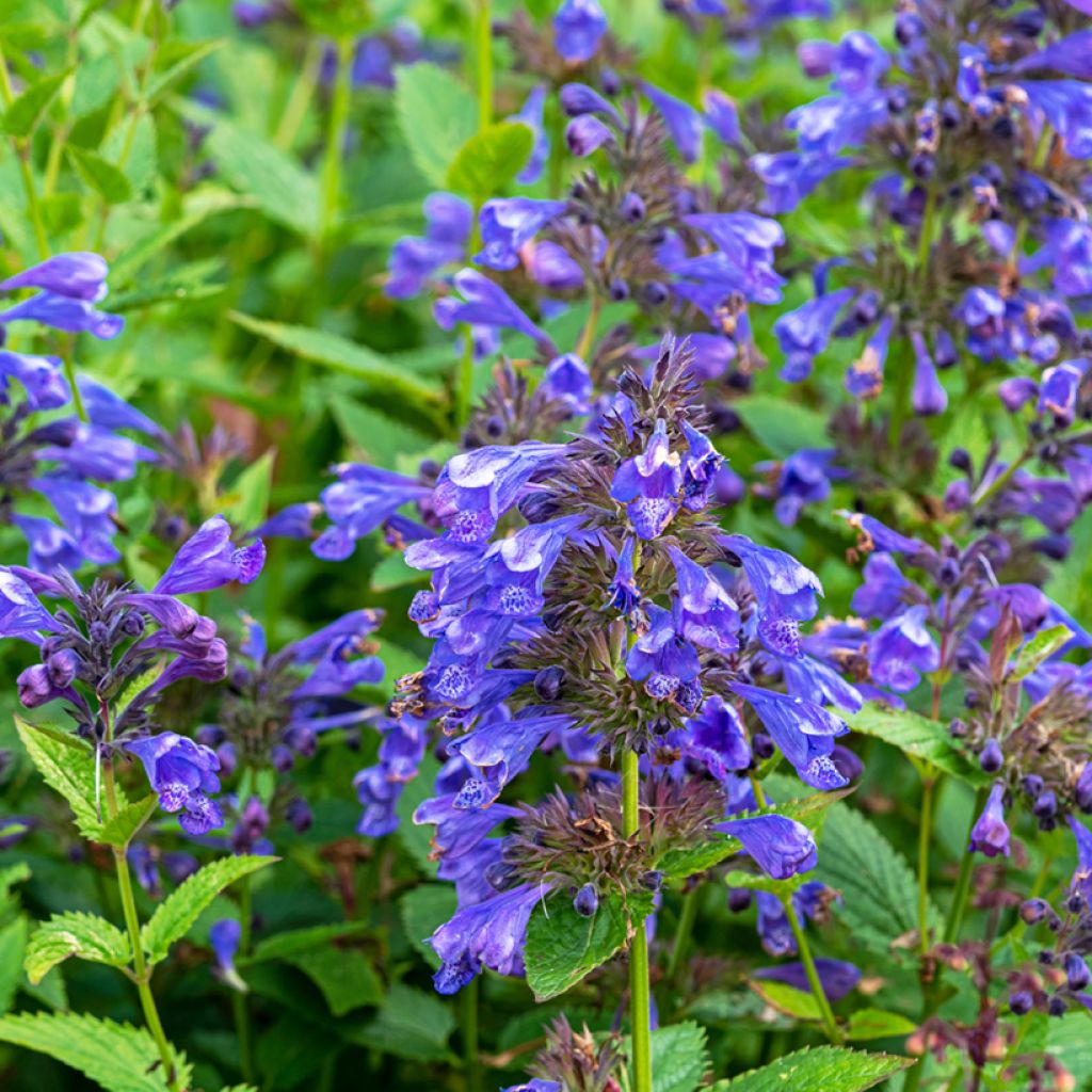 Nepeta Blue Dragon