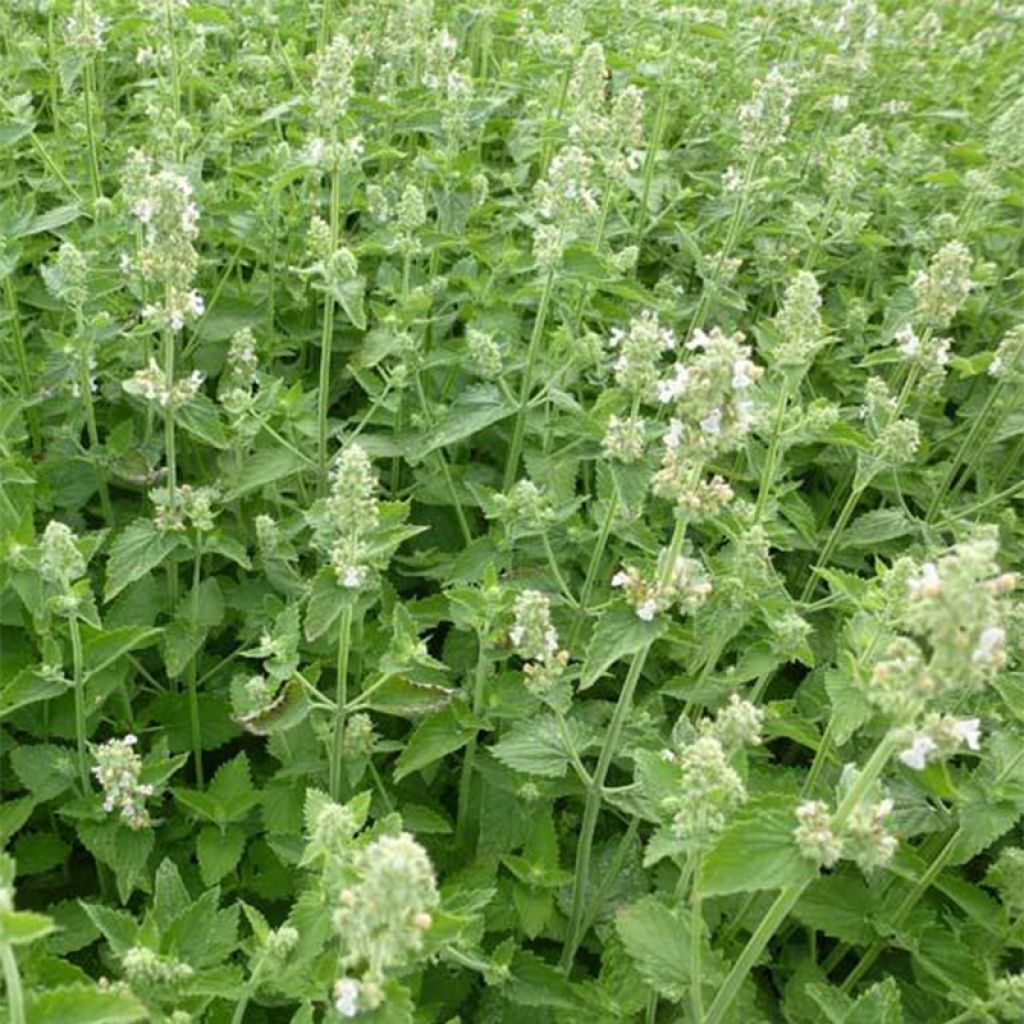 Nepeta cataria Citriodora - Chataire citron.