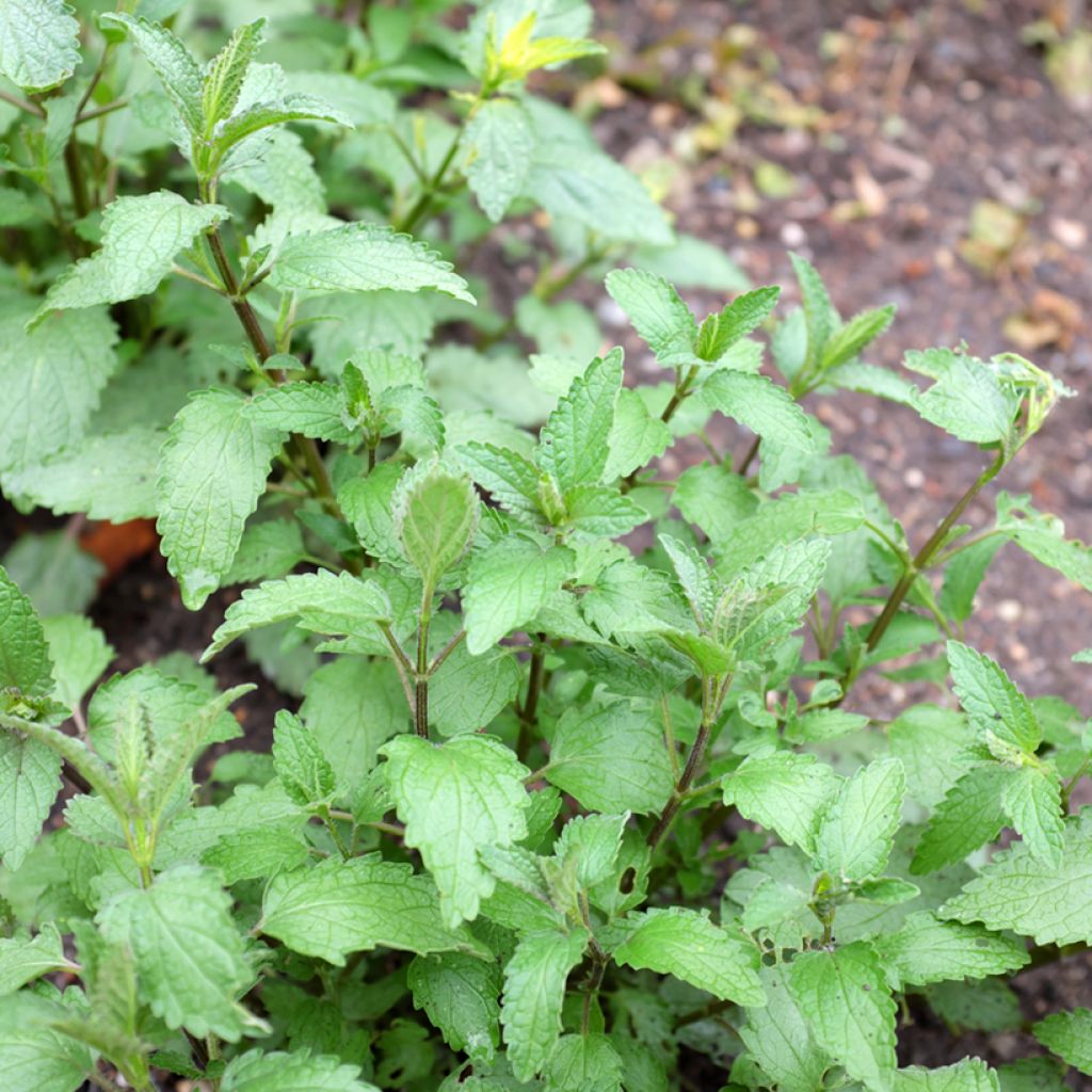 Nepeta cataria Citriodora - Gattaia comune