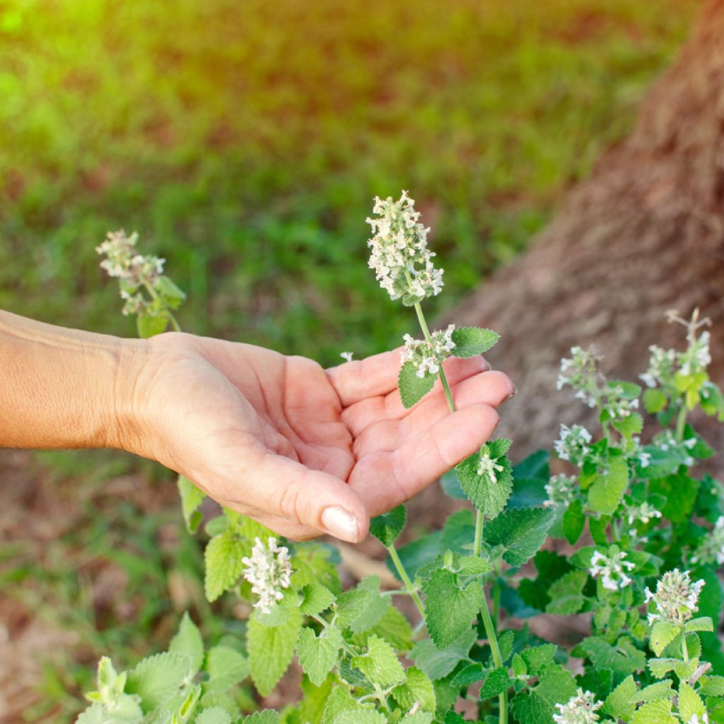 Nepeta cataria Citriodora - Gattaia comune