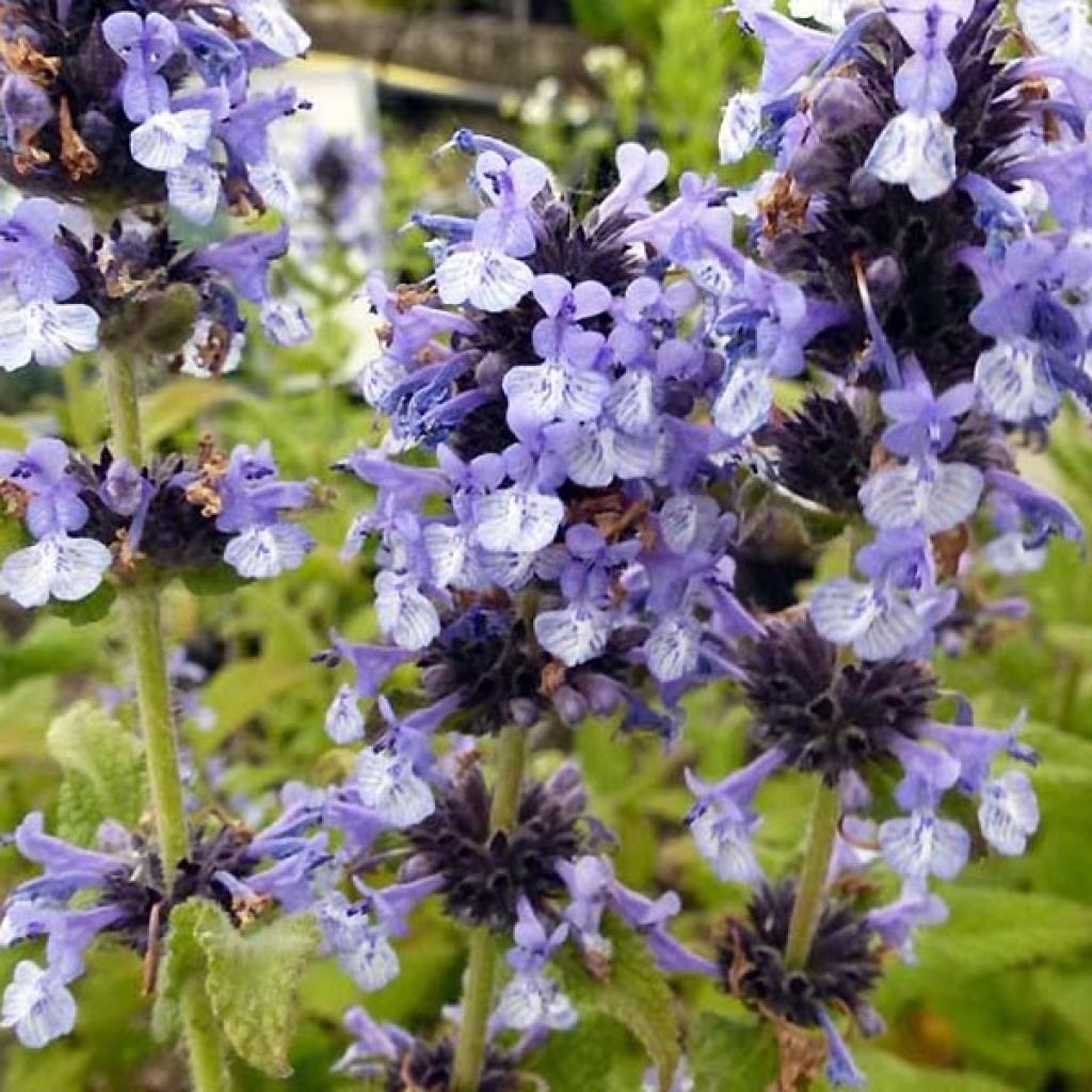 Chataire de l'Himalaya - Nepeta clarkei