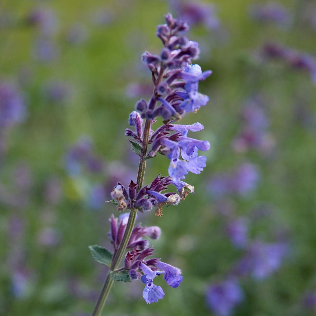 Nepeta faassenii - Népéta hybride.