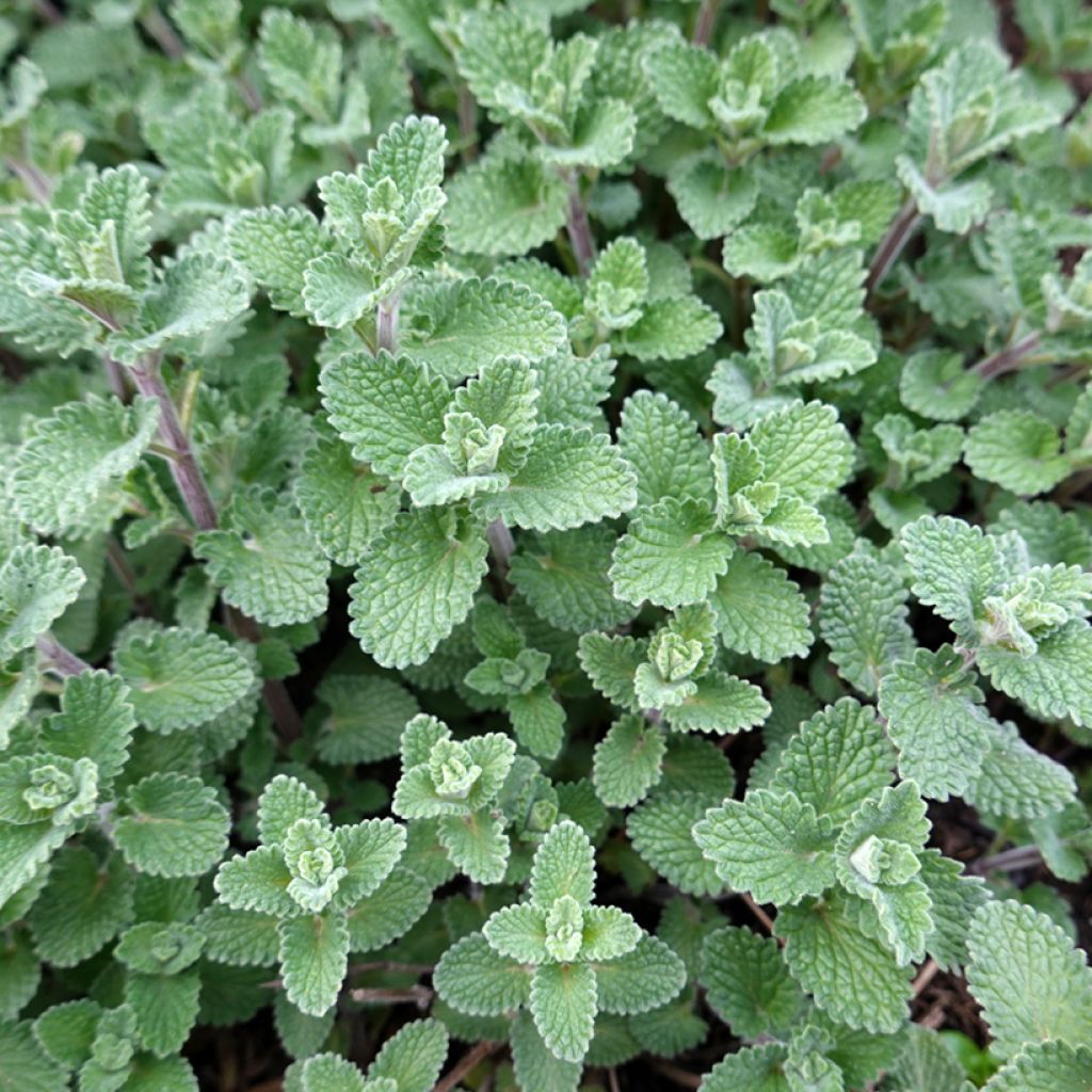 Nepeta faassenii - Erba dei gatti