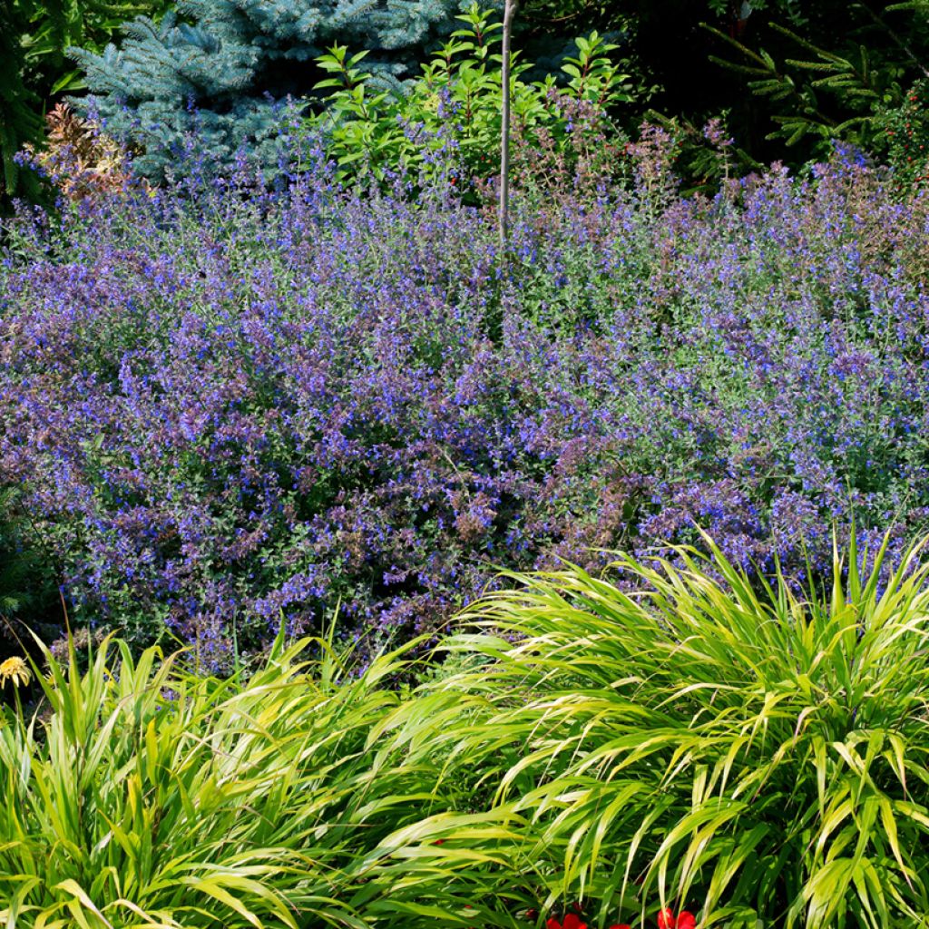 Nepeta faassenii - Erba dei gatti