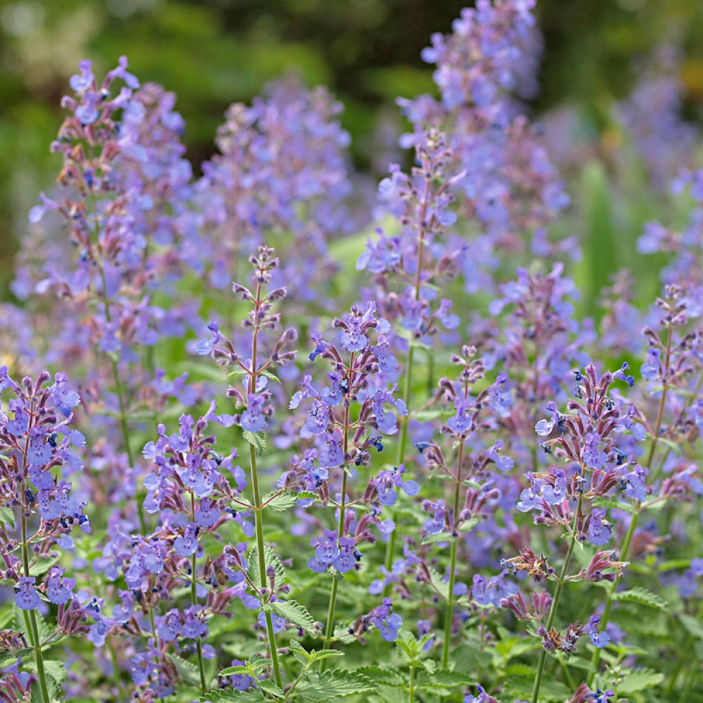 Nepeta faassenii - Erba dei gatti