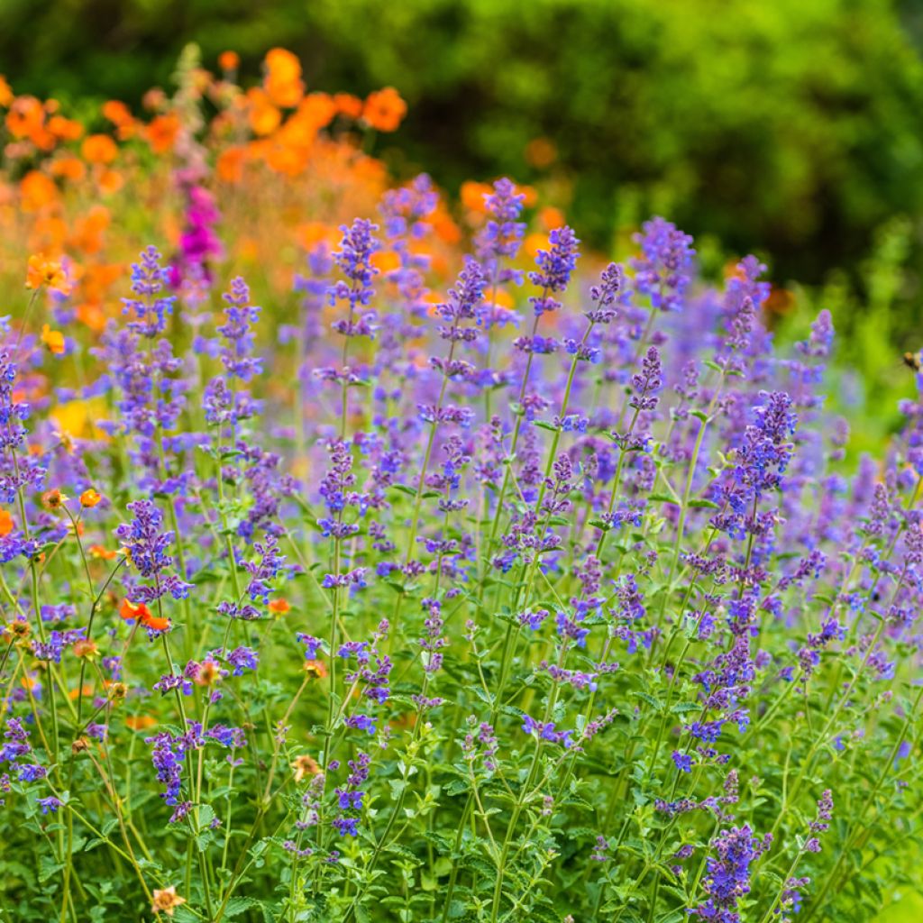 Nepeta faassenii Six Hill's Giant