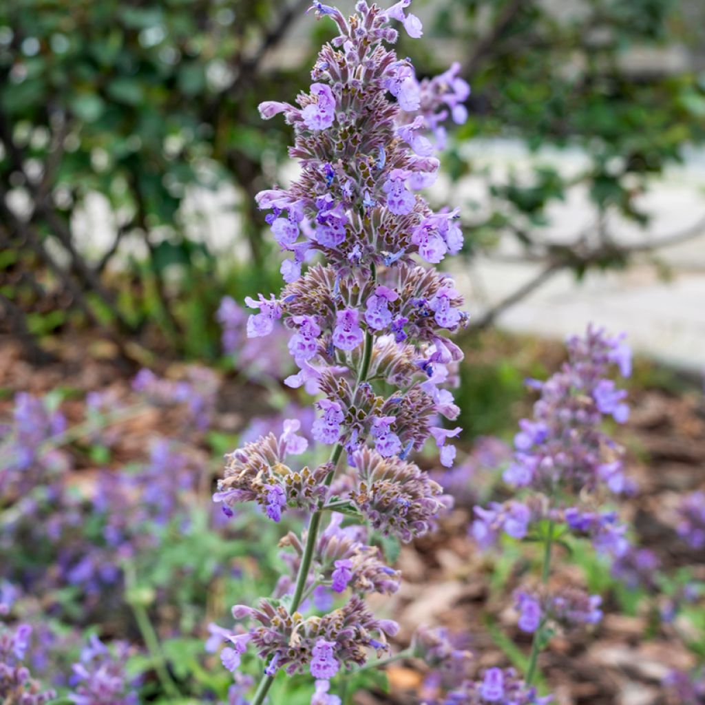 Nepeta faassenii Six Hill's Giant