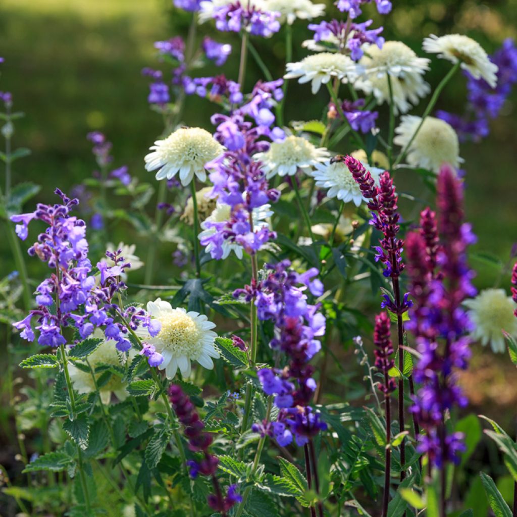 Nepeta faassenii Six Hill's Giant