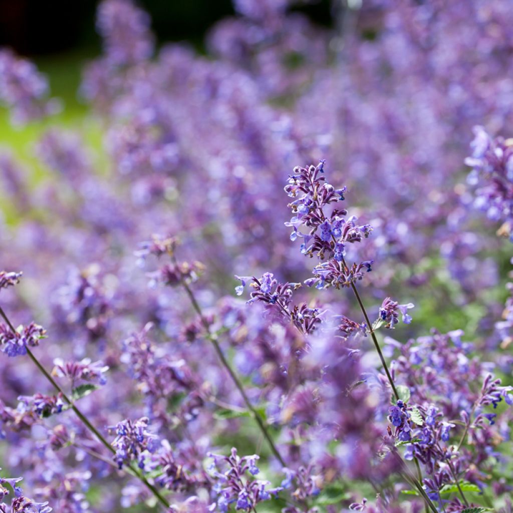 Nepeta faassenii Six Hill's Giant