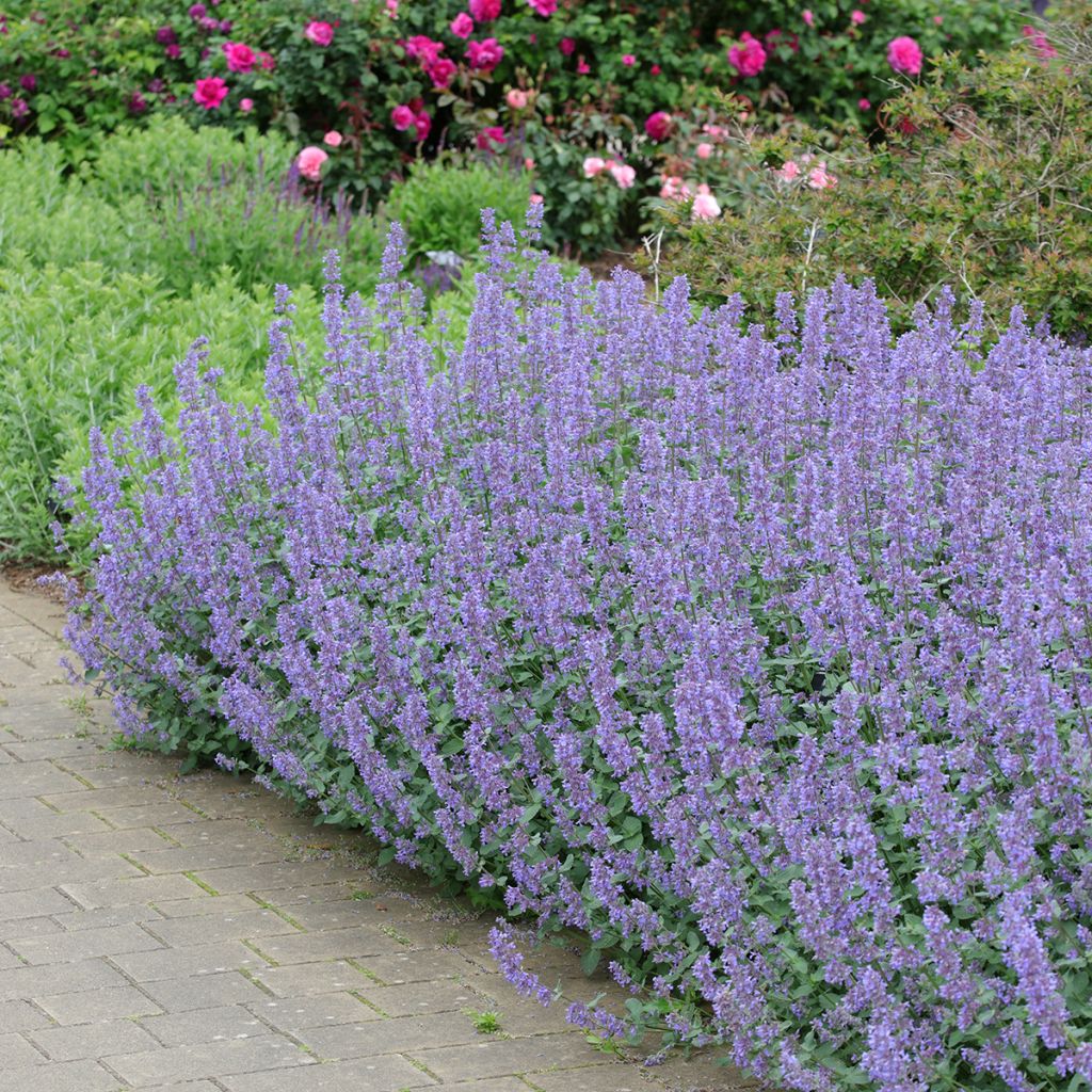 Nepeta grandiflora Summer Magic