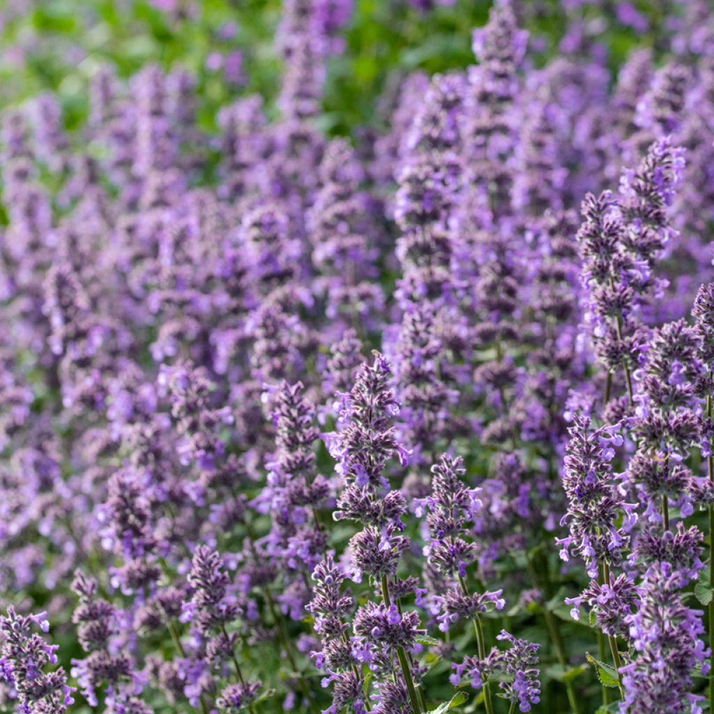 Nepeta grandiflora Summer Magic