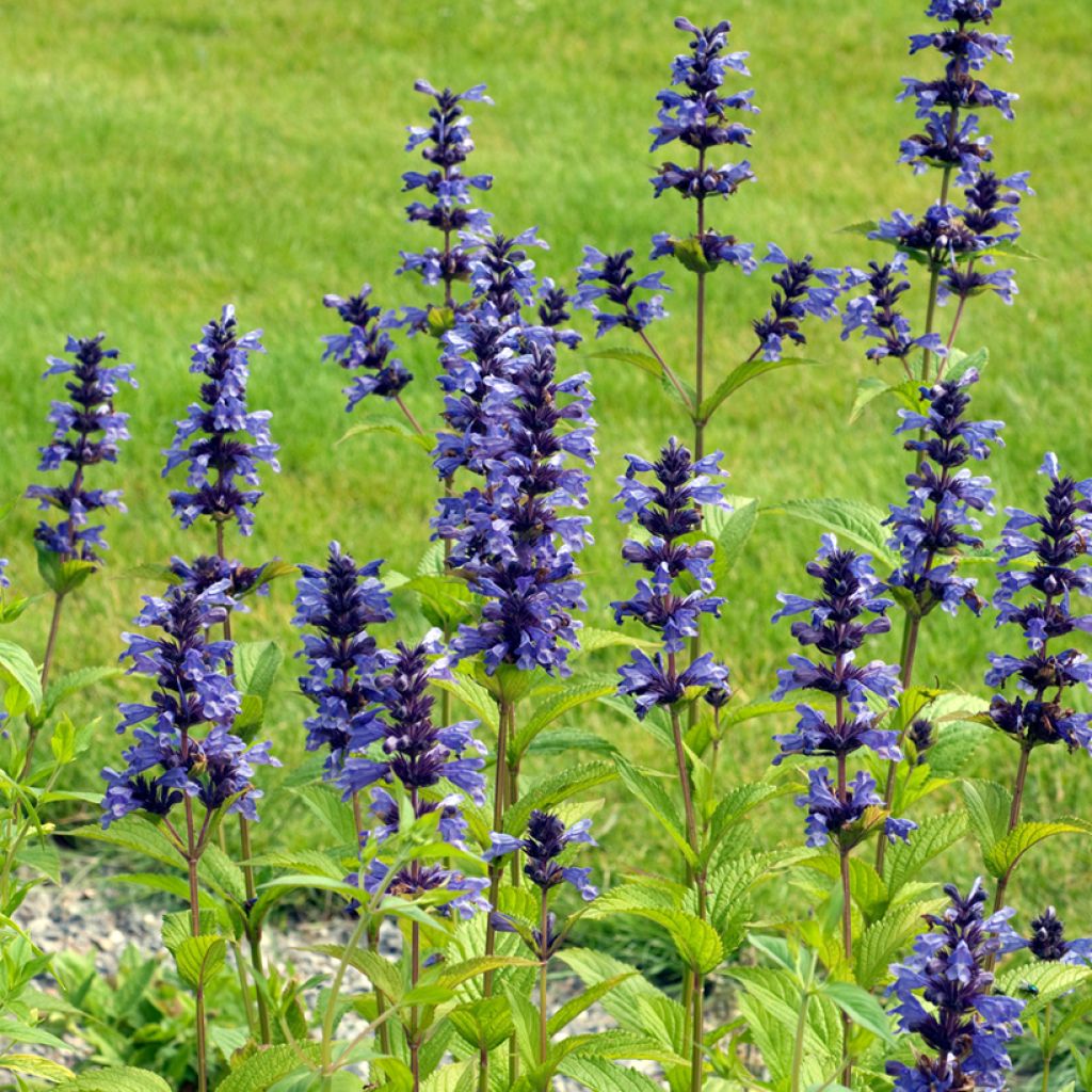 Nepeta kubanica